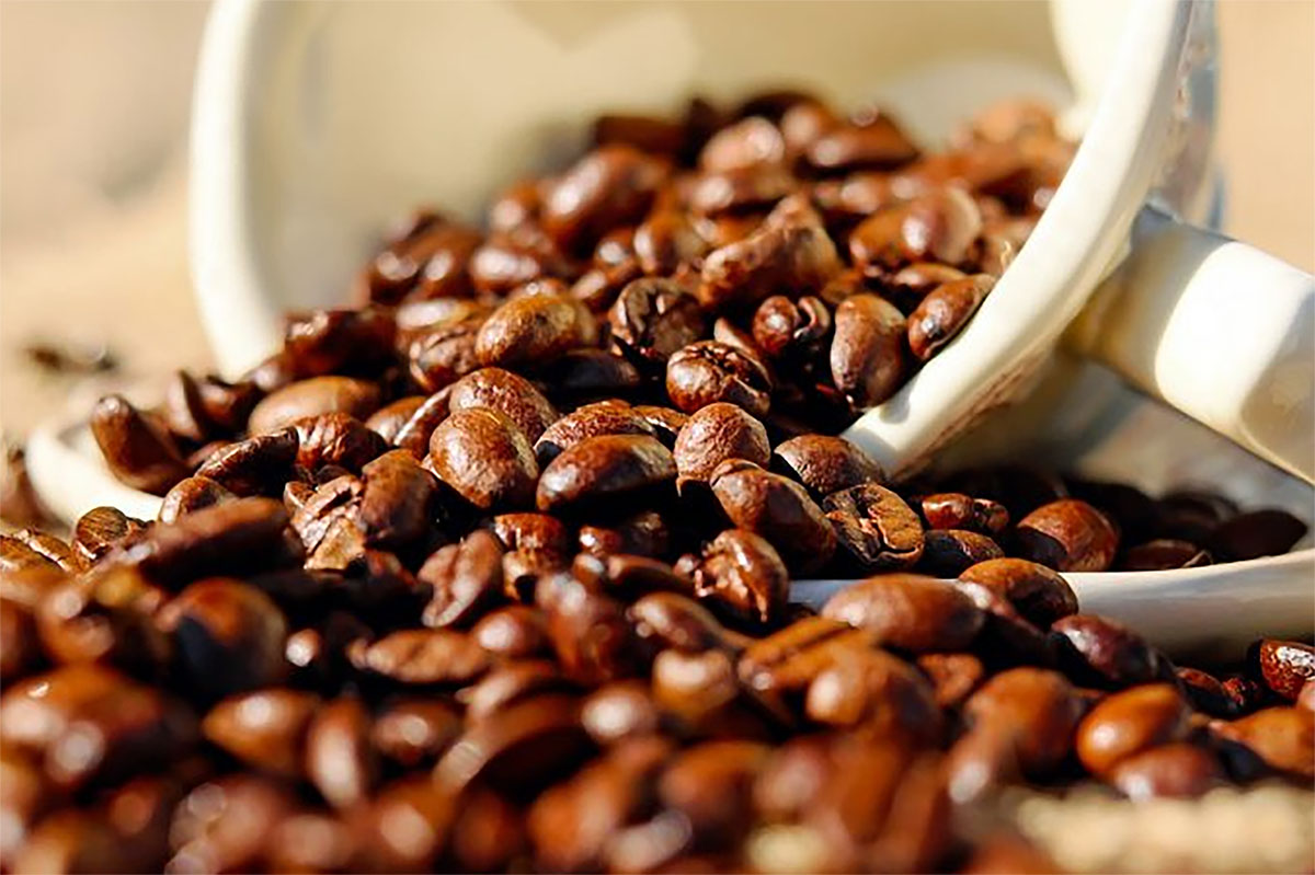 Perbedaan Kopi Robusta dan Arabika yang Harus Kamu Ketahui!