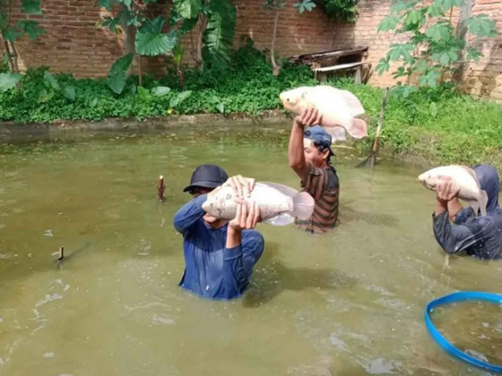 pelatihan budidaya ikan gurame