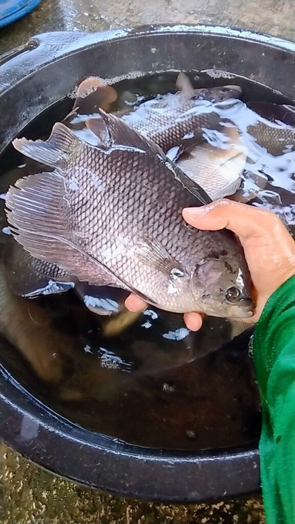 pelatihan budidaya ikan gurame