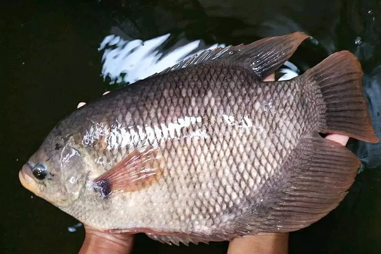 peluang usaha ikan gurame