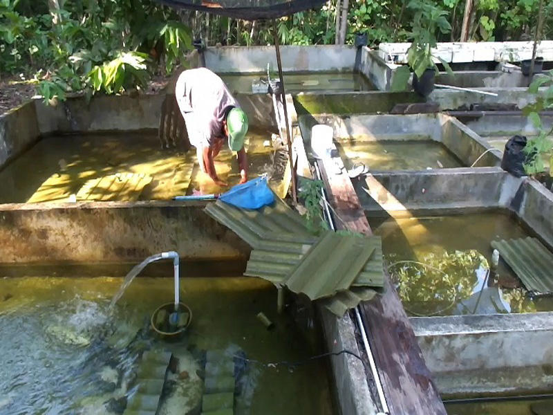 usaha budidaya lobster air tawar di rumah