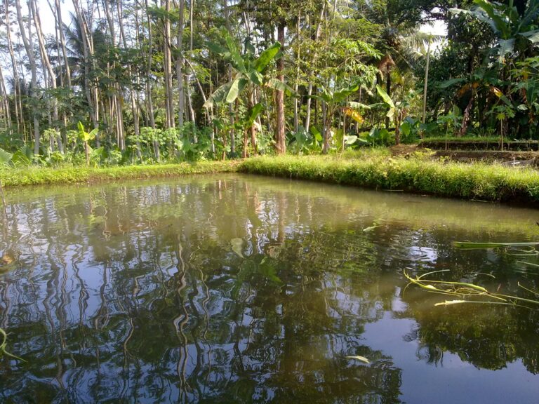 Rahasia Sukses Budidaya Gurame di Kolam Tanah