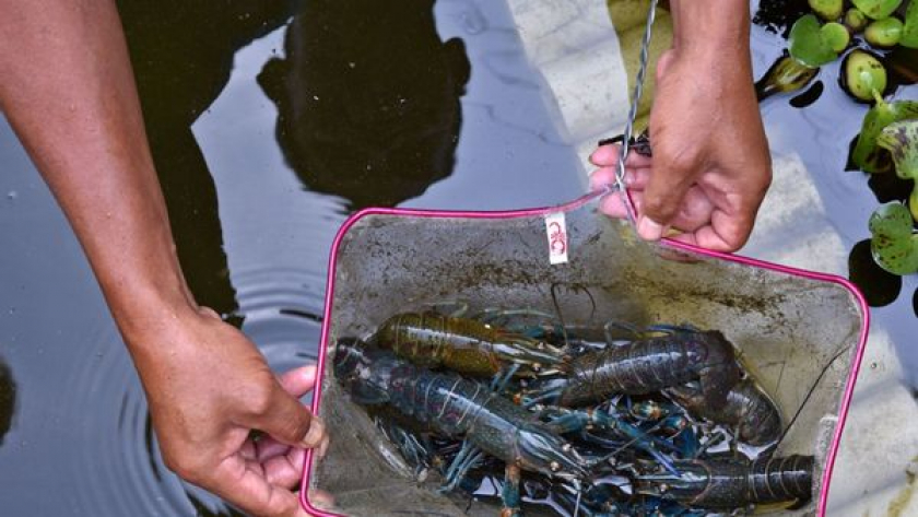 usaha lobster air tawar di rumah