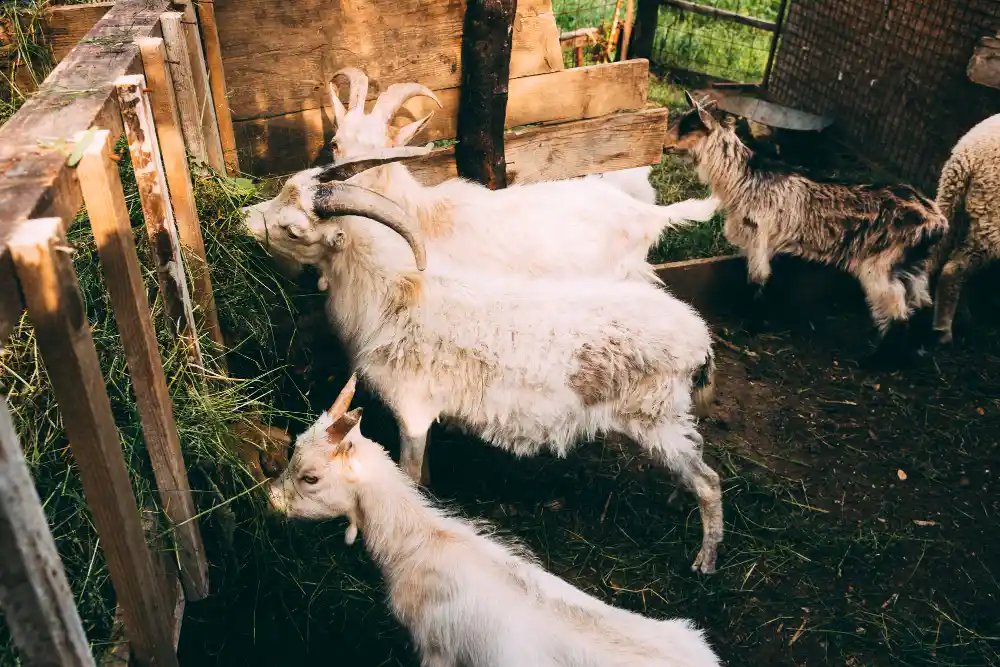 cara menggemukkan kambing secara alami
