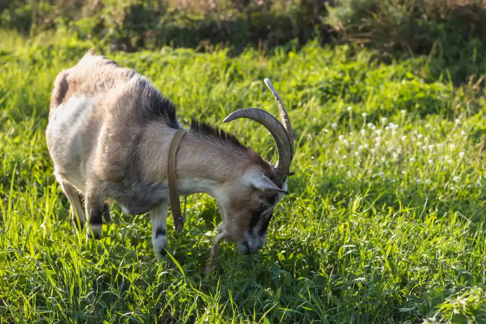 cara menggemukkan kambing secara alami