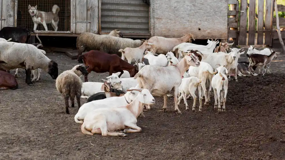 cara ternak kambing tanpa ngarit