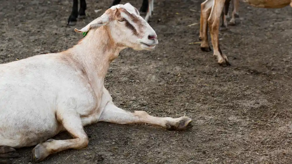 cara ternak kambing tanpa ngarit