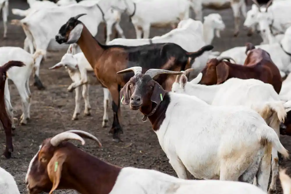 cara ternak kambing tanpa ngarit