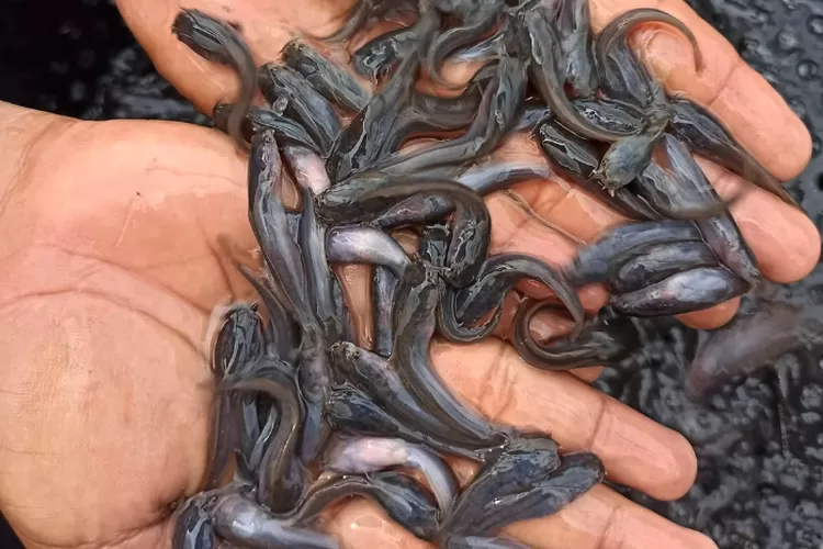 makanan bibit lele agar cepat besar