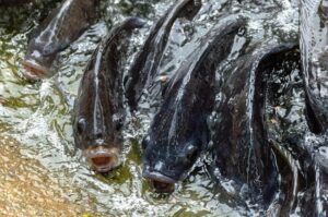 tebar ikan nila sistem bioflok