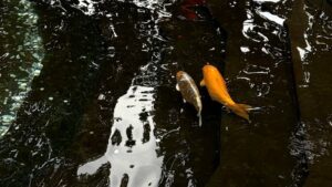pengaruh sistem bioflok bagi lingkungan