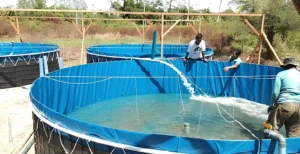 sistem bioflok ikan nila