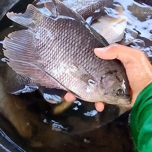 pelatihan budidaya ikan gurame