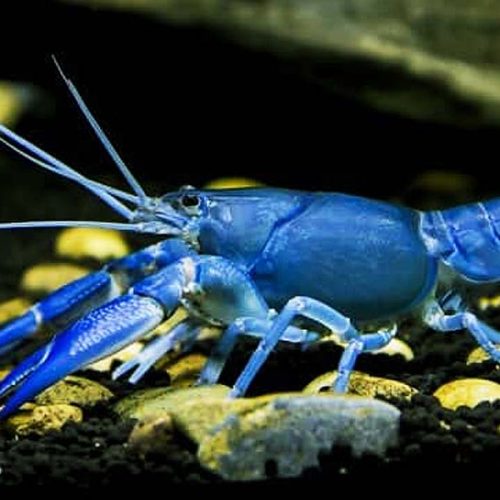 Pelatihan Budidaya Lobster Air Tawar