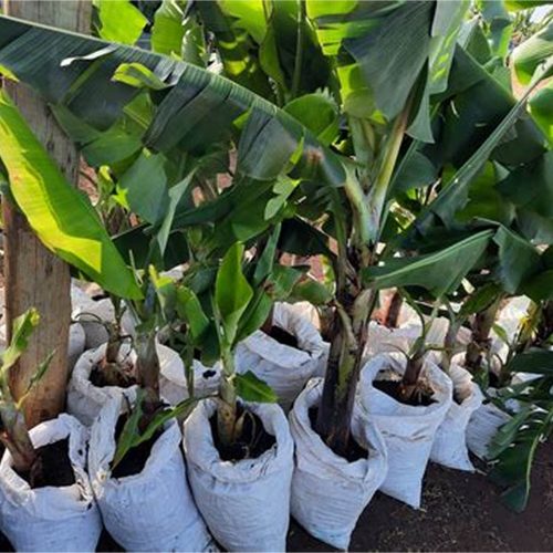 Pelatihan budidaya tanaman pisang