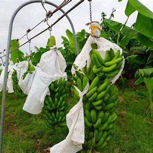 Pelatihan budidaya tanaman pisang
