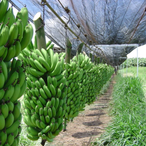 Pelatihan budidaya tanaman pisang