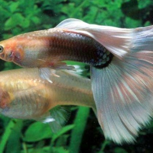 Pelatihan budidaya ikan guppy