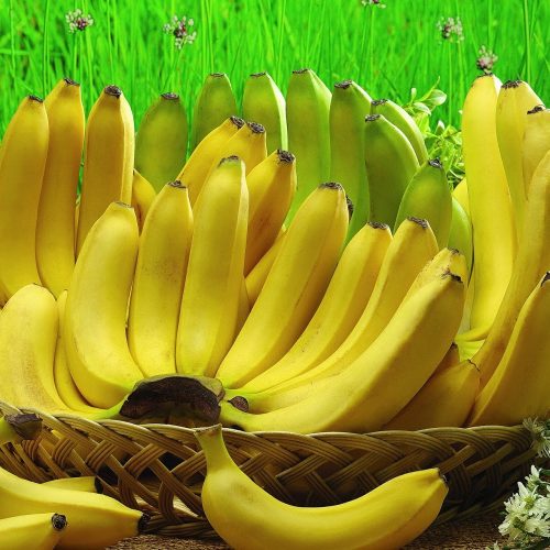 Pelatihan budidaya tanaman pisang