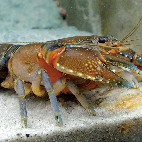 Pelatihan Budidaya Lobster Air Tawar