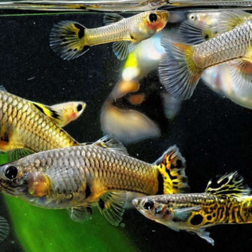 Pelatihan budidaya ikan guppy