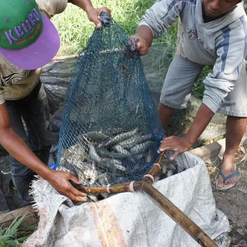 pelatihan budidaya lele