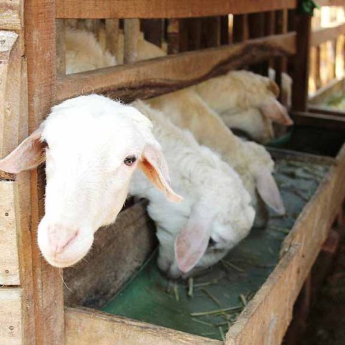 pelatihan ternak kambing