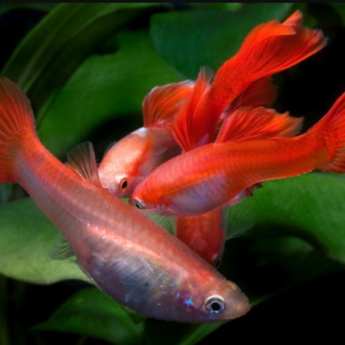Pelatihan budidaya ikan guppy