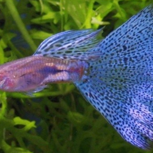 Pelatihan budidaya ikan guppy