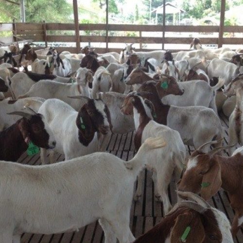 pelatihan ternak kambing