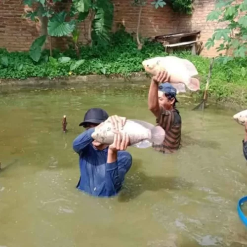 pelatihan budidaya ikan gurame