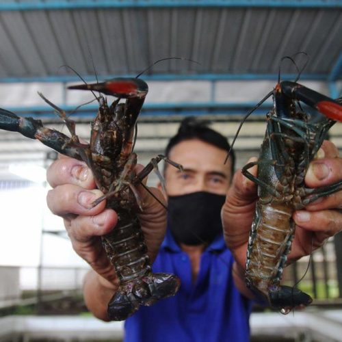 Pelatihan Budidaya Lobster Air Tawar