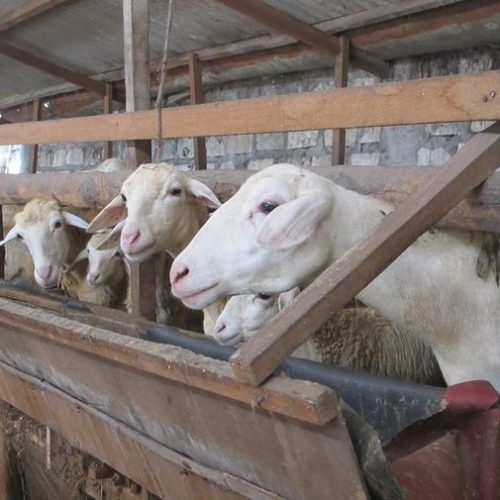 pelatihan ternak kambing