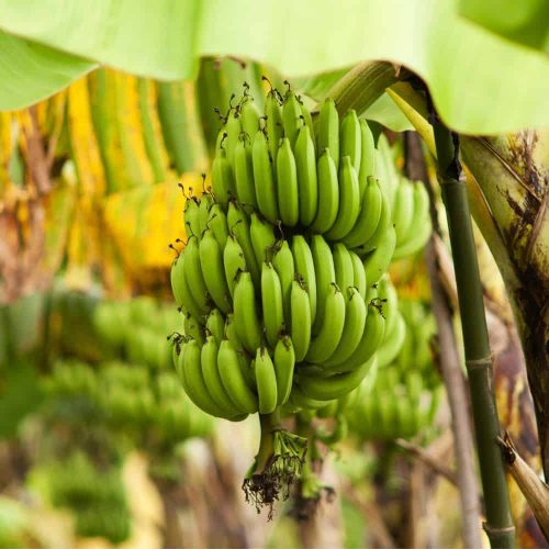 Pelatihan budidaya tanaman pisang