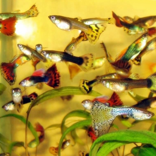 Pelatihan budidaya ikan guppy