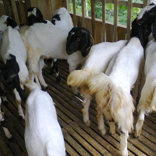 pelatihan ternak kambing